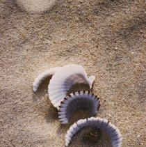 Shells In Sand- Emerald Isle, NC by Jerry Raynor